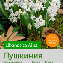  Пушкиния (Puschkinia) libanotica Alba